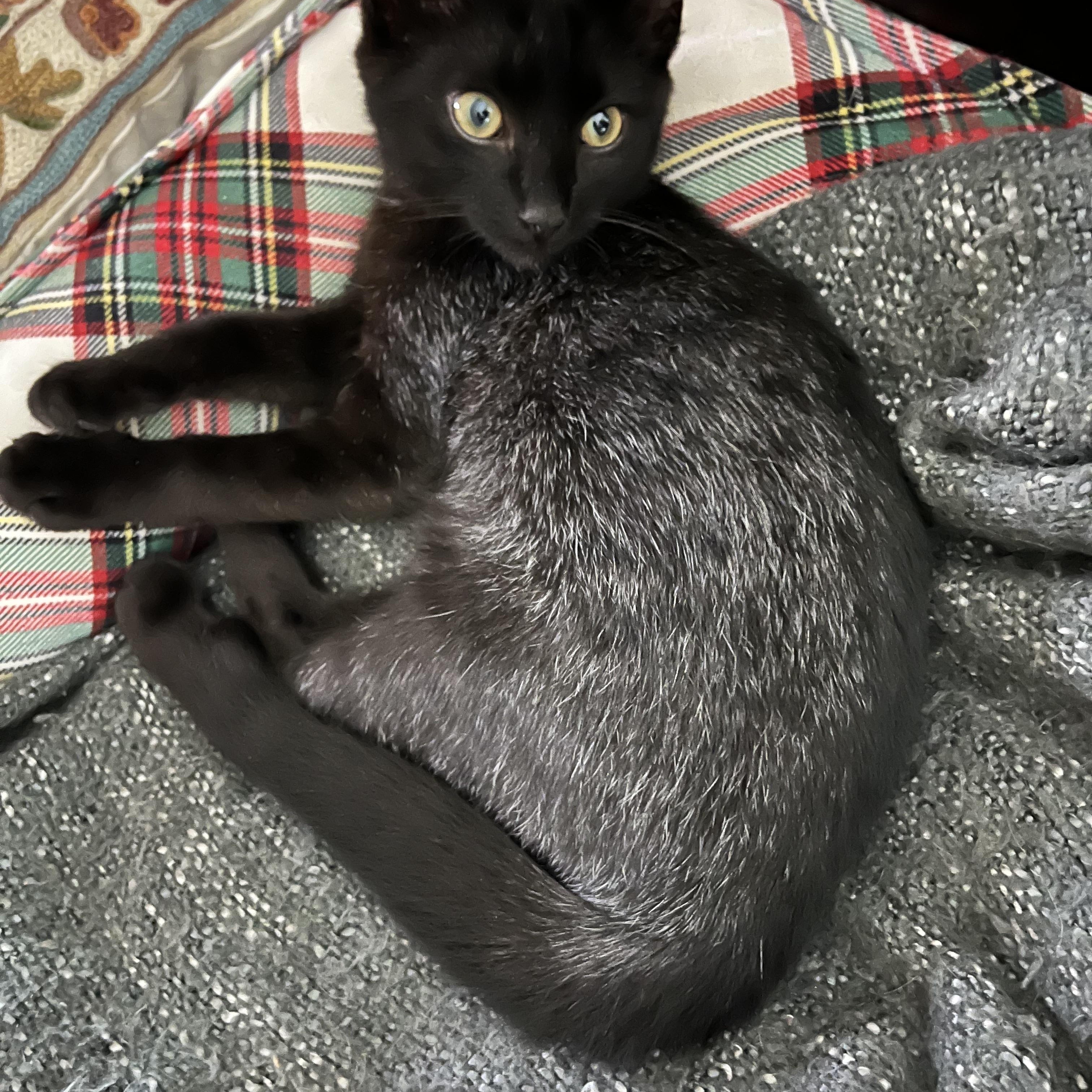 Enlarge EVERLY, a Adoptable Domestic Short Hair in Campbell River, BC image 5/6