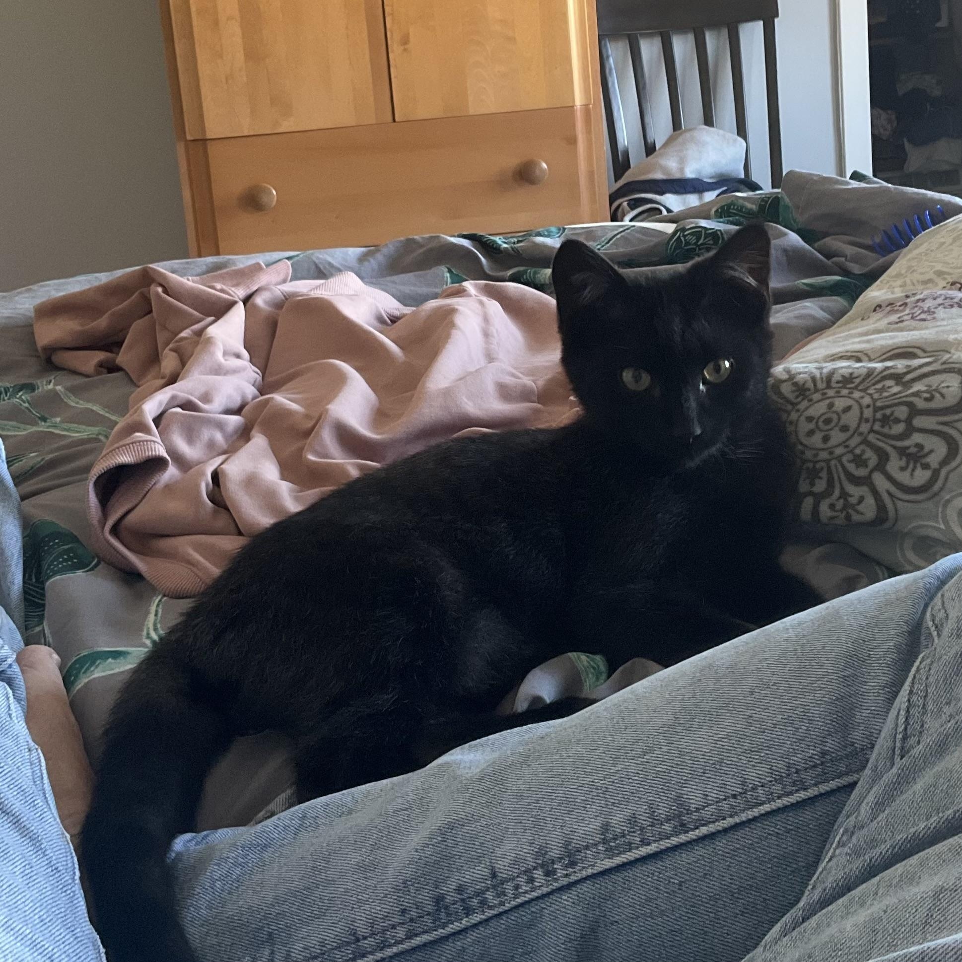 Enlarge EVERLY, a Adoptable Domestic Short Hair in Campbell River, BC image 4/6