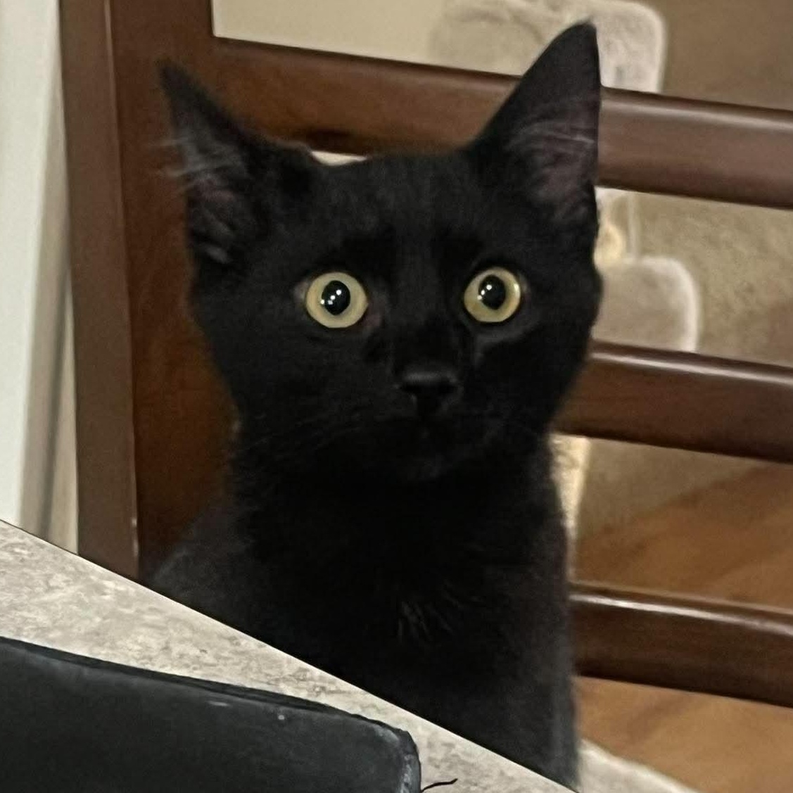 Enlarge EVERLY, a Adoptable Domestic Short Hair in Campbell River, BC image 3/6