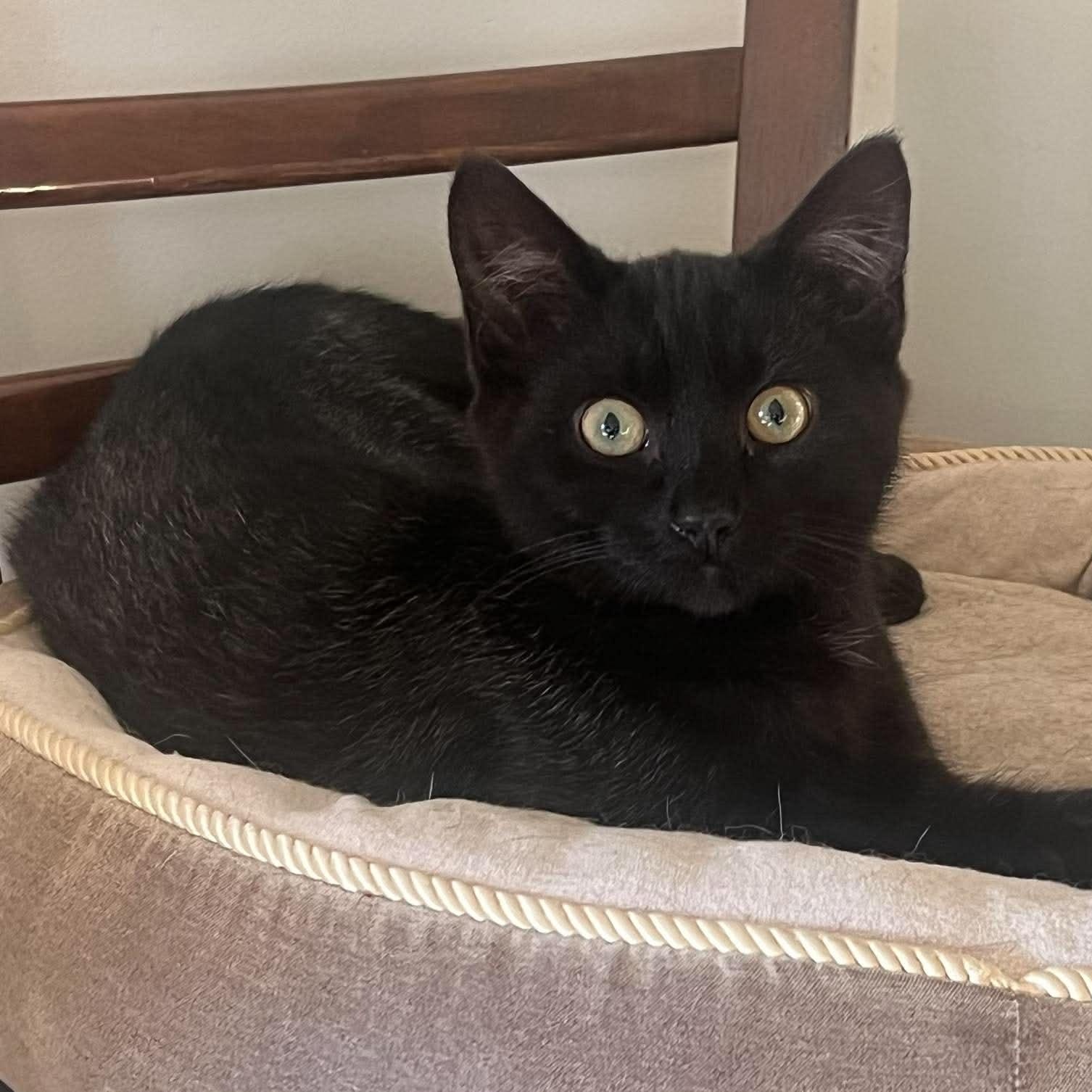 Enlarge EVERLY, a Adoptable Domestic Short Hair in Campbell River, BC image 2/6