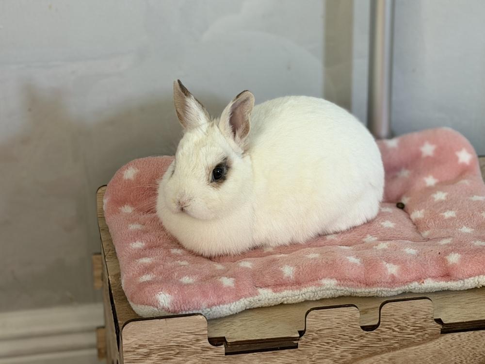 Enlarge Little Miss Thang, a Adoptable mixed breed in Naples, FL image 2/4