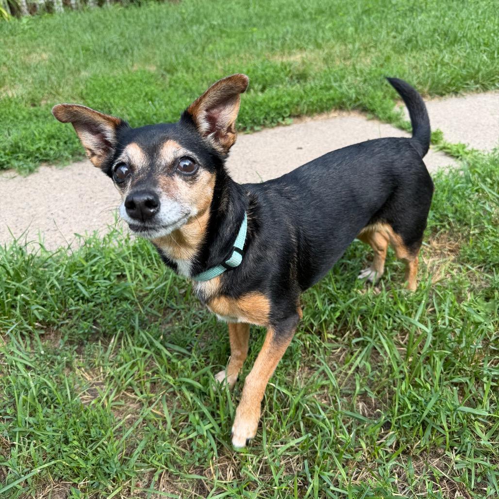 Nena, Adoptable, Senior Female Chihuahua & Mixed Breed.