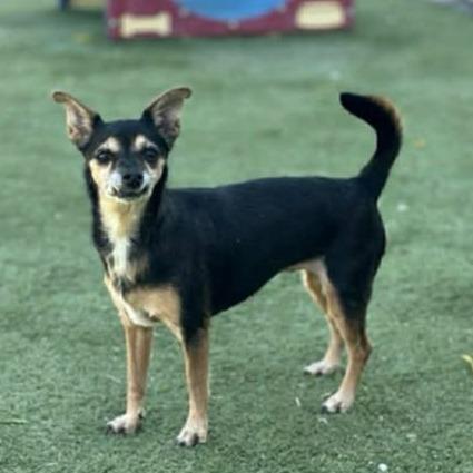 Nena, a Adoptable mixed breed in Alma, WI image 1/4