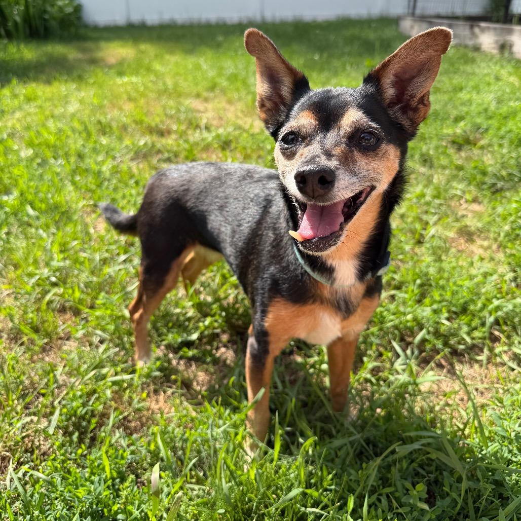 Nena, a Adoptable mixed breed in Alma, WI image 3/6