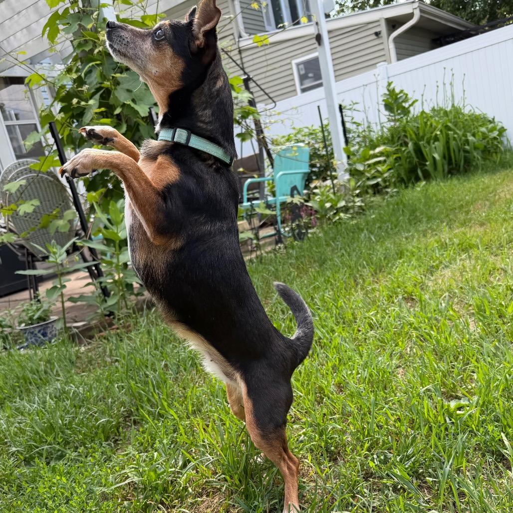 Nena, a Adoptable mixed breed in Alma, WI image 4/6