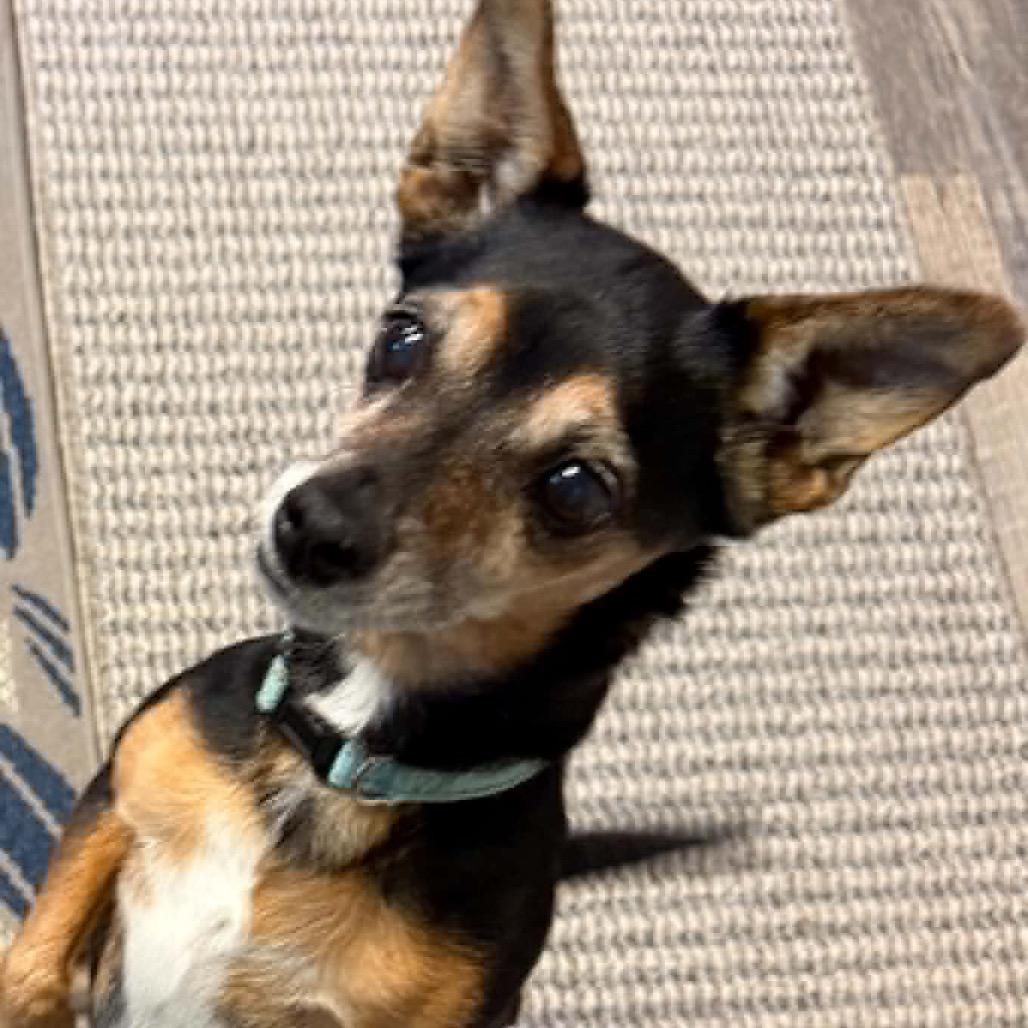 Nena, a Adoptable mixed breed in Alma, WI image 5/6