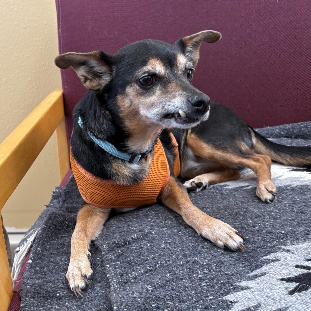 Nena, a Adoptable mixed breed in Alma, WI image 2/4