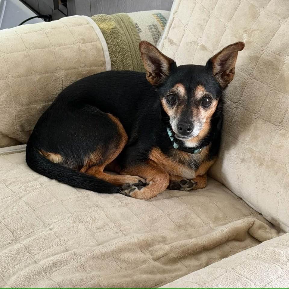 Nena, a Adoptable mixed breed in Alma, WI image 6/6
