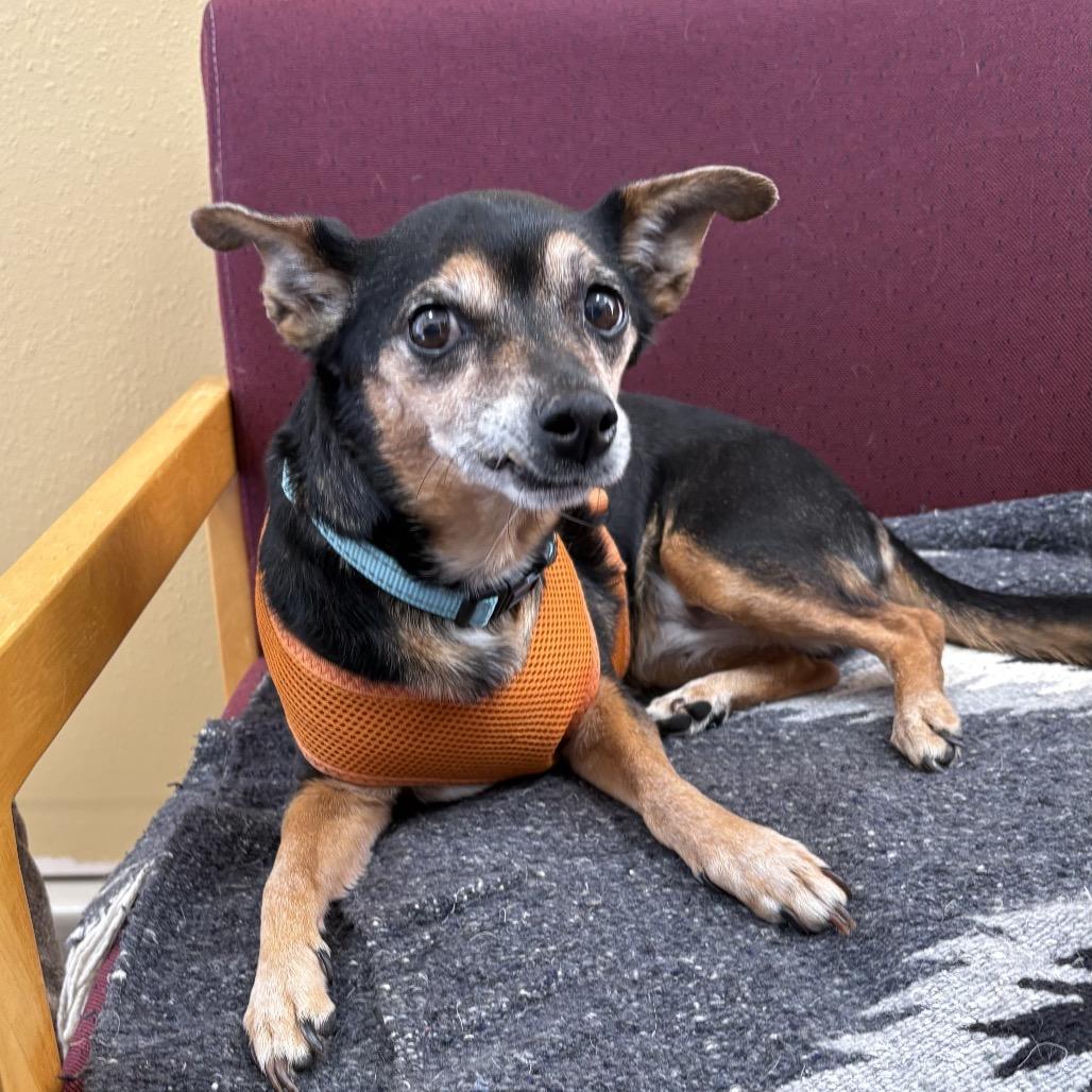 Nena, a Adoptable mixed breed in Alma, WI image 4/4