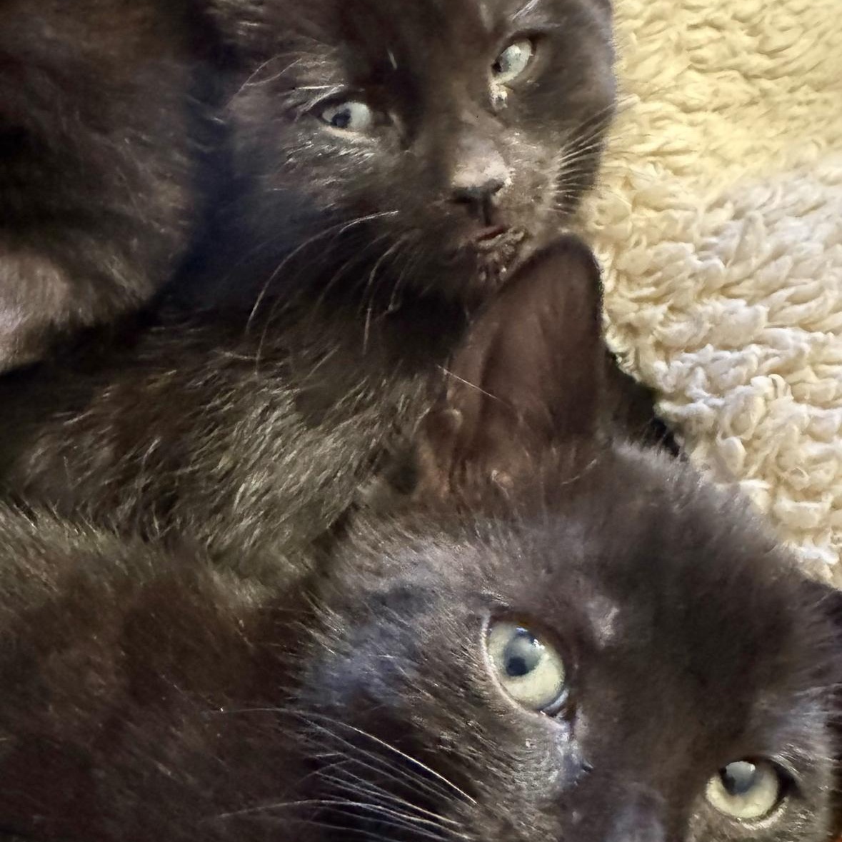 Enlarge Evan, an adoptable Domestic Short Hair in North Kingstown, RI image 4/5