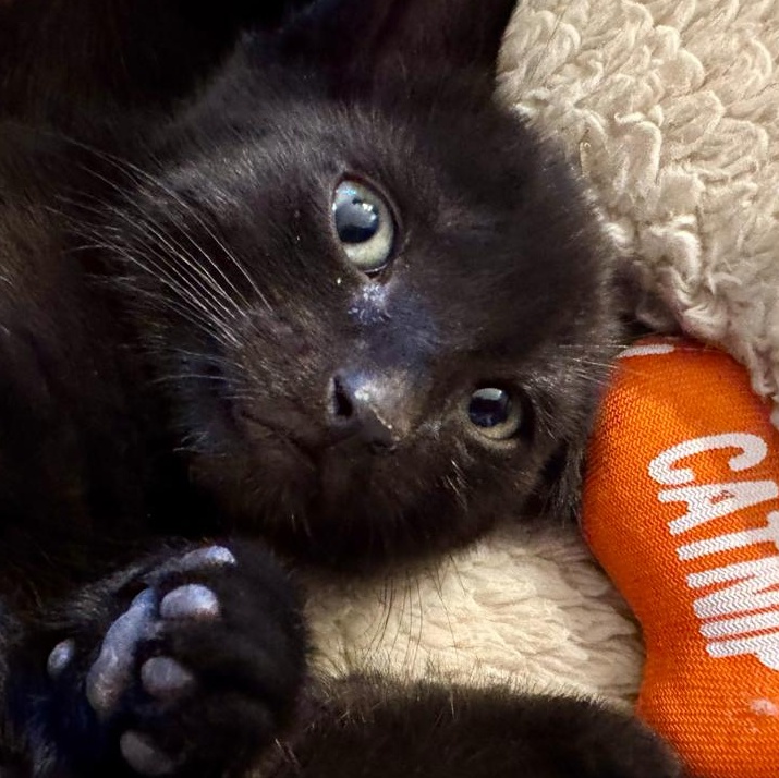 Enlarge Evan, an adoptable Domestic Short Hair in North Kingstown, RI image 2/5