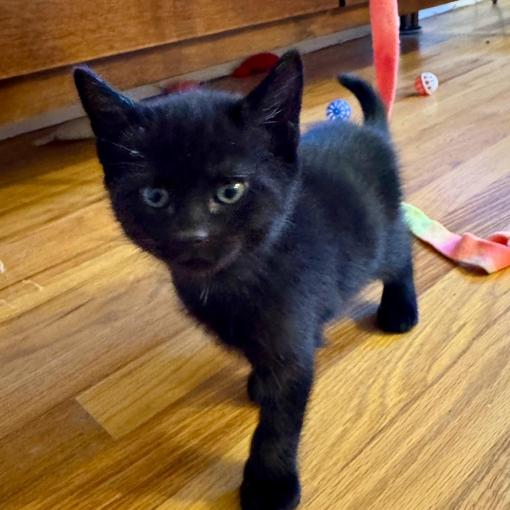 Evan, adoptable, Kitten Male Domestic Short Hair.