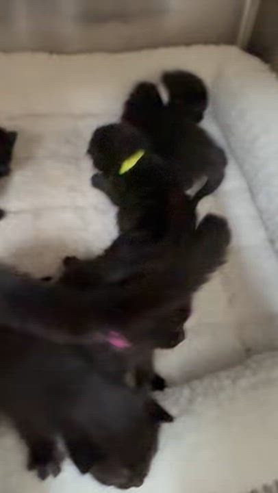 Enlarge Evan, an adoptable Domestic Short Hair in North Kingstown, RI video 5/5