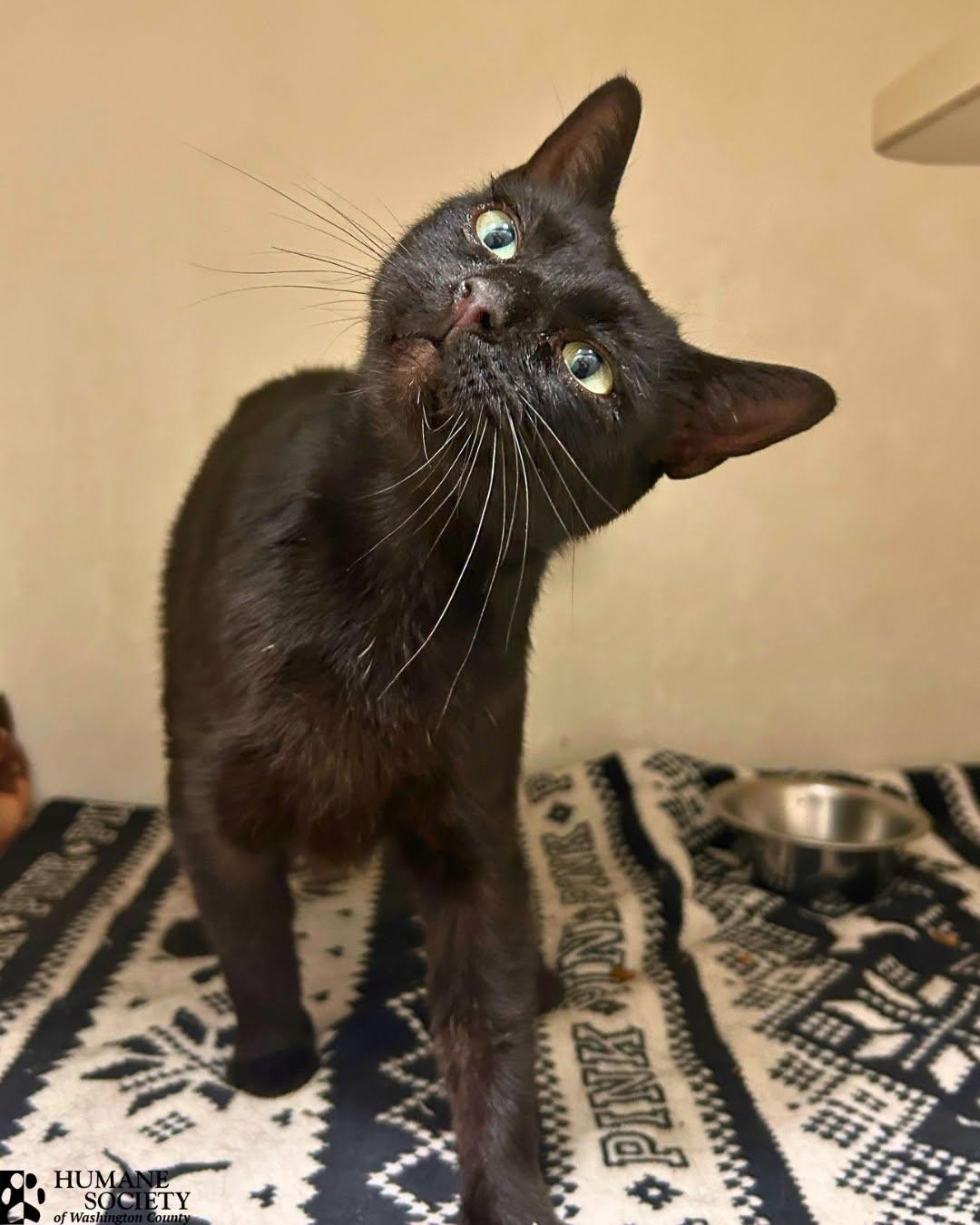 RONI, Adoptable, Young Female Domestic Short Hair.