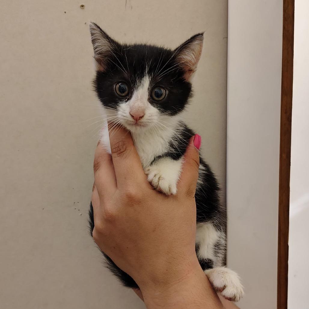 Asparagus, Adoptable, Kitten Female Domestic Short Hair.