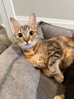 Trixie, Adult Female Domestic Short Hair