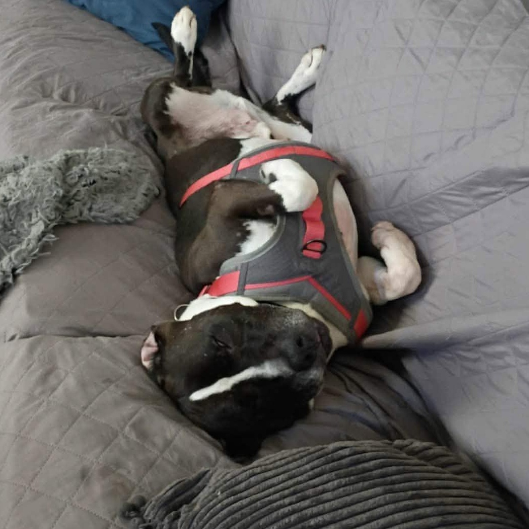 Bennett, a ADOPTABLE American Bully in metairie, LA image 2/4