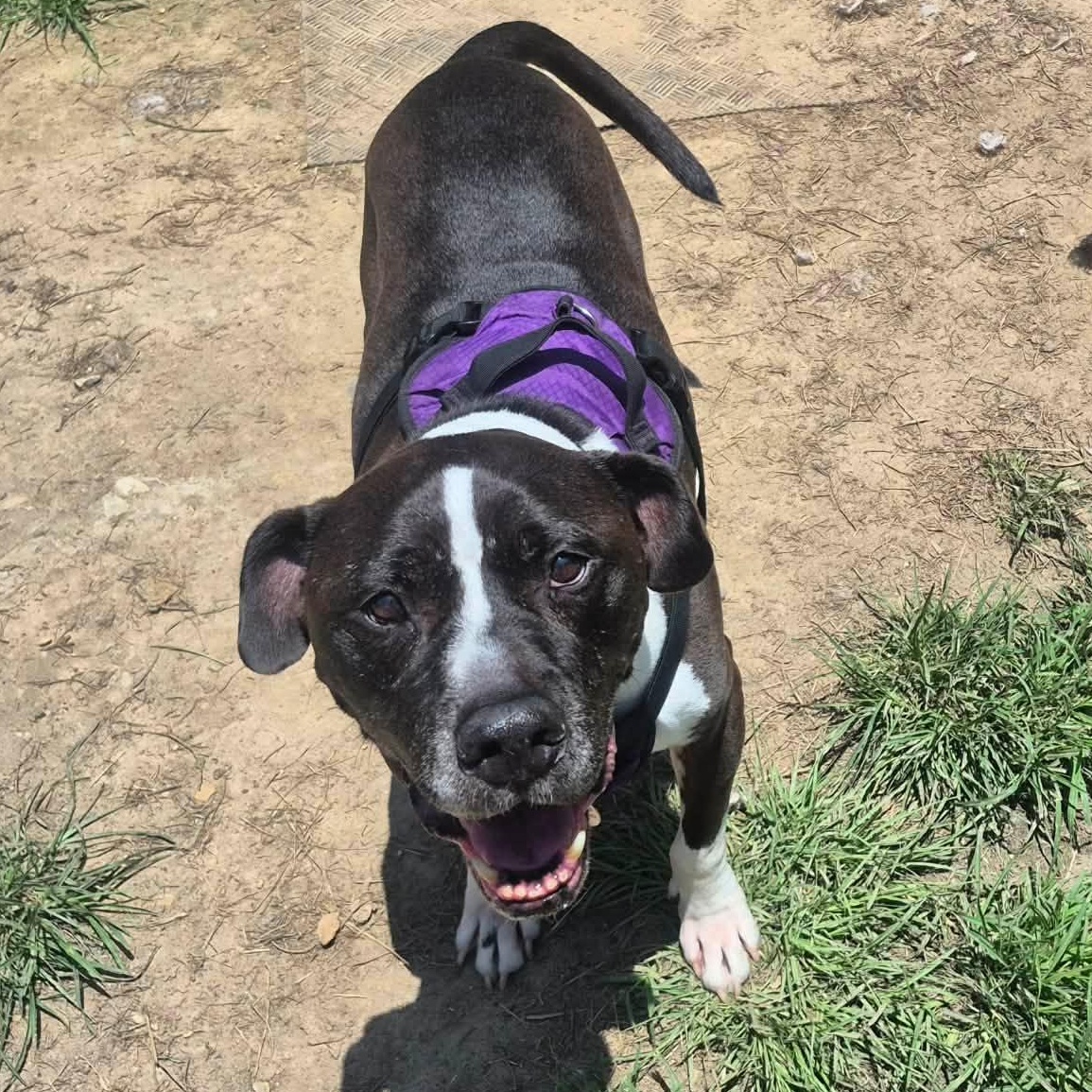 Bennett, a ADOPTABLE American Bully in metairie, LA image 1/4