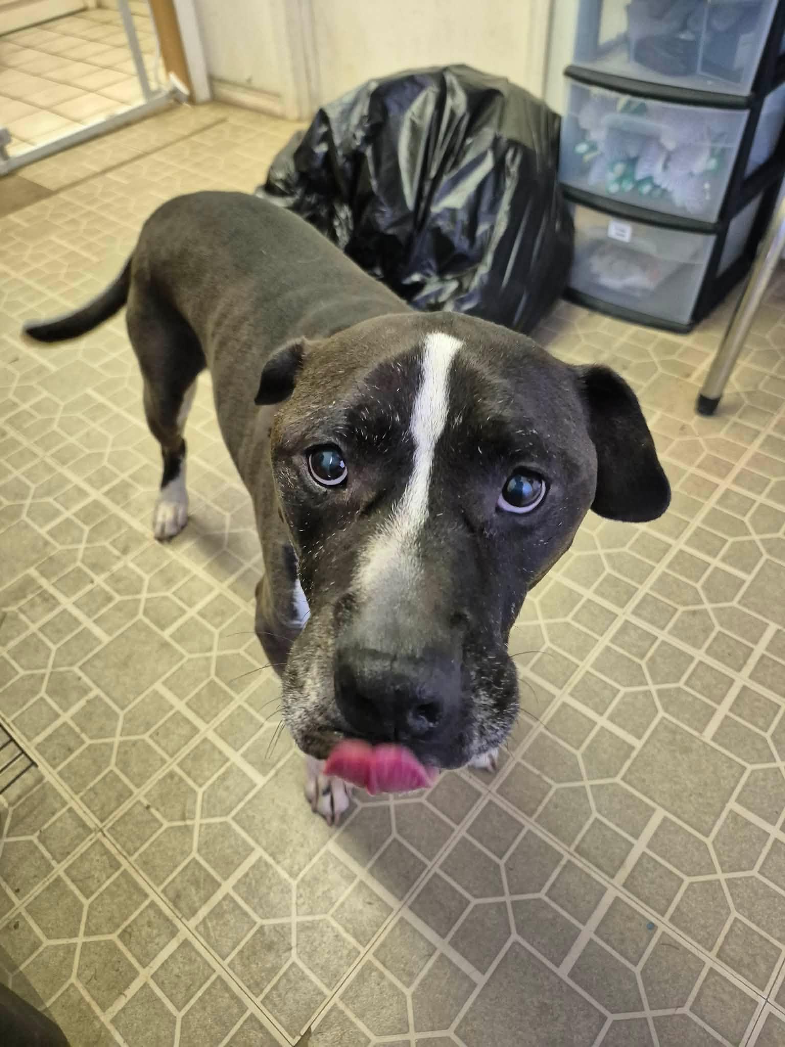 Bennett, a ADOPTABLE American Bully in metairie, LA image 4/4