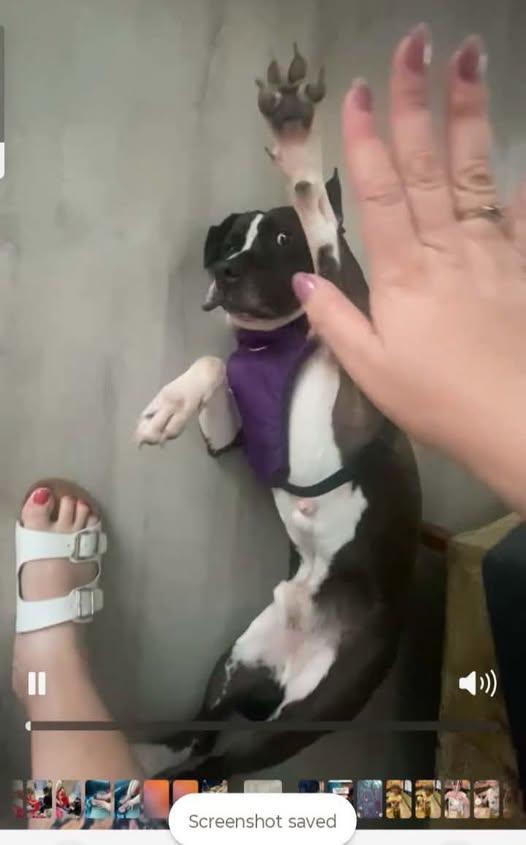 Bennett, a ADOPTABLE American Bully in metairie, LA image 3/4