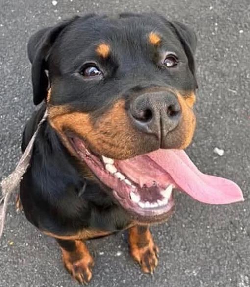 Enlarge URGENT -Mimi is available to foster, a Adoptable Rottweiler in Providence, RI image 1/1