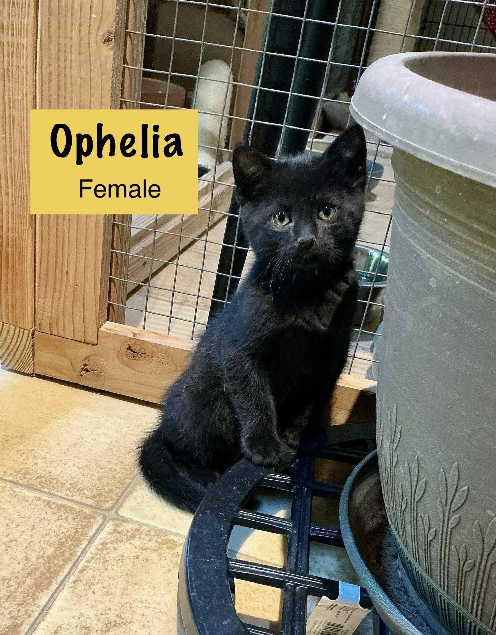 Ophelia (AVAILABLE 7/5)