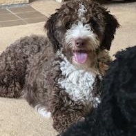 Walter, an adoptable Aussiedoodle in Toledo, OH, 43615 | Photo Image 1