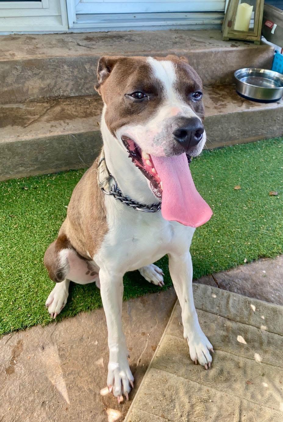 Winston, ADOPTABLE, Young Male American Staffordshire Terrier & Boxer.