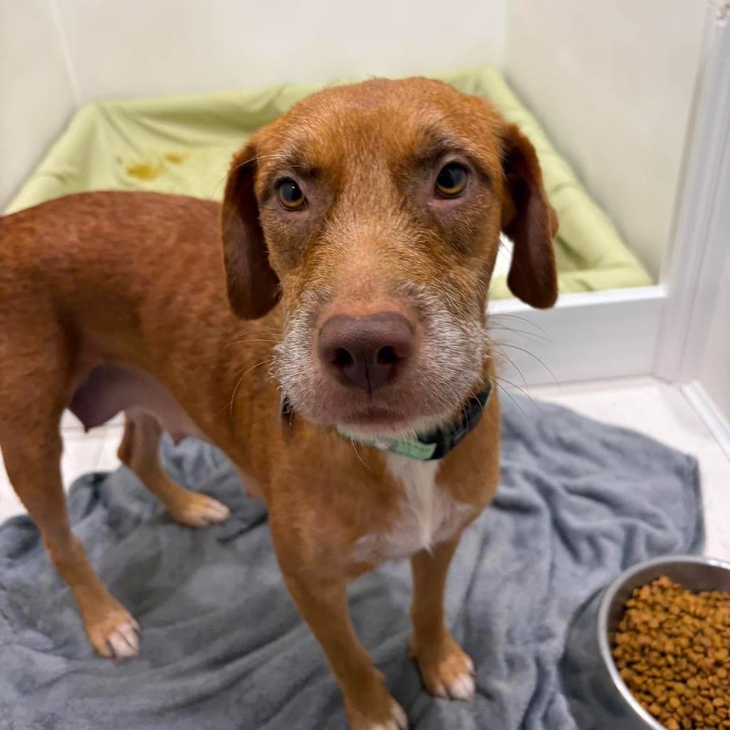 Kimi (Sophie), Adoptable, Adult Female Terrier & Mixed Breed.