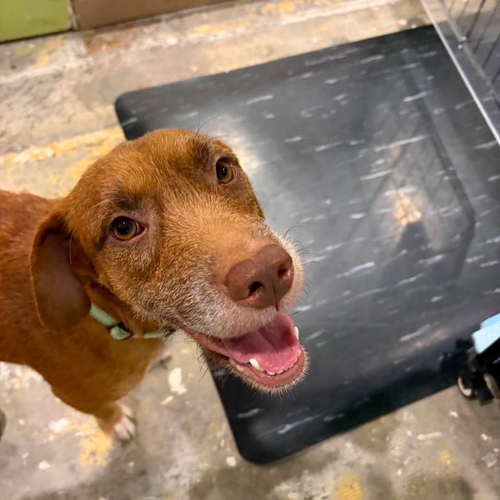 Enlarge Kimi (Sophie), a Adoptable mixed breed in Seminole, FL image 2/3