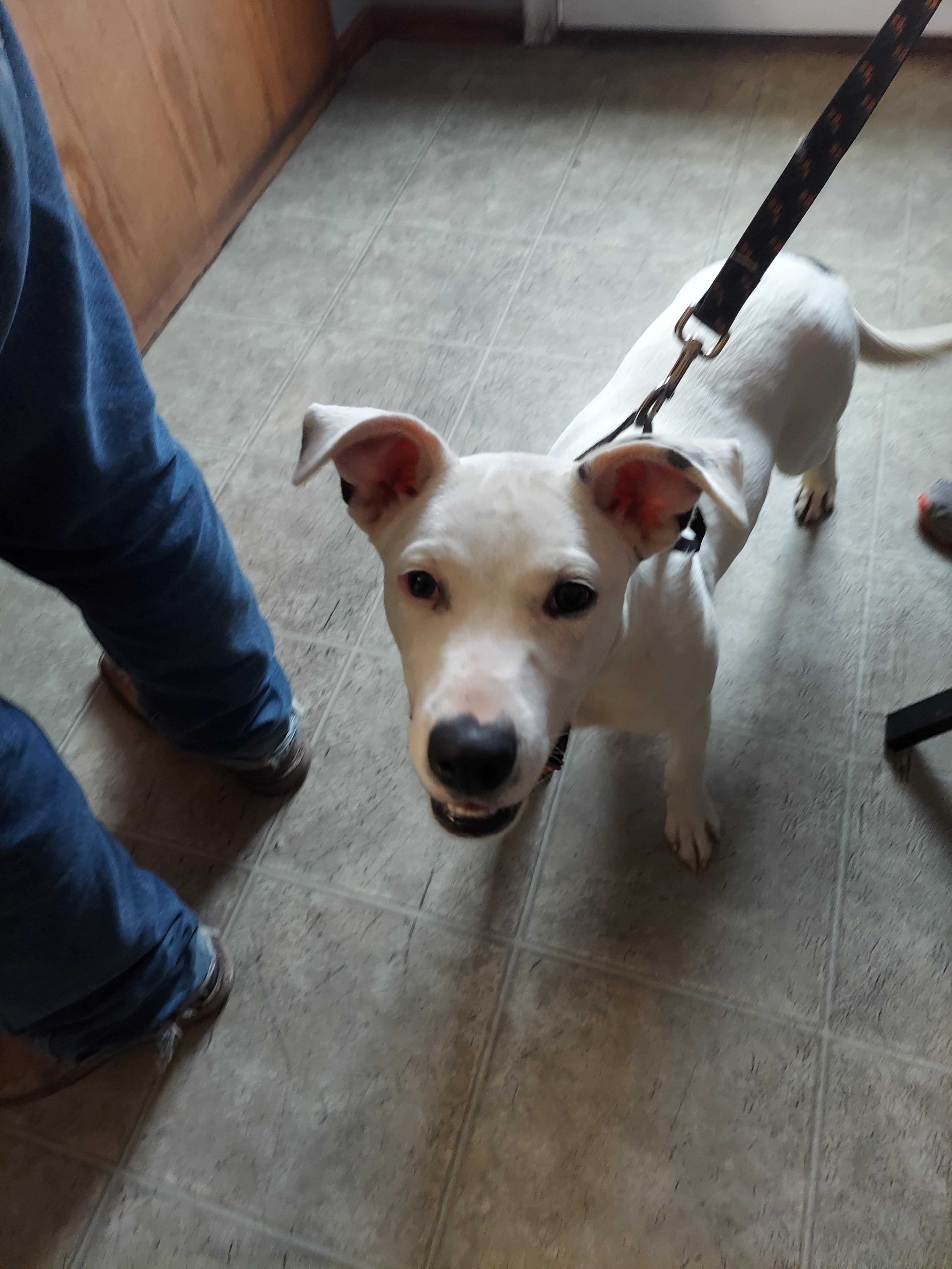 Rocky, an adoptable Pit Bull Terrier, Bull Terrier in Hazleton, IA, 50641 | Photo Image 2
