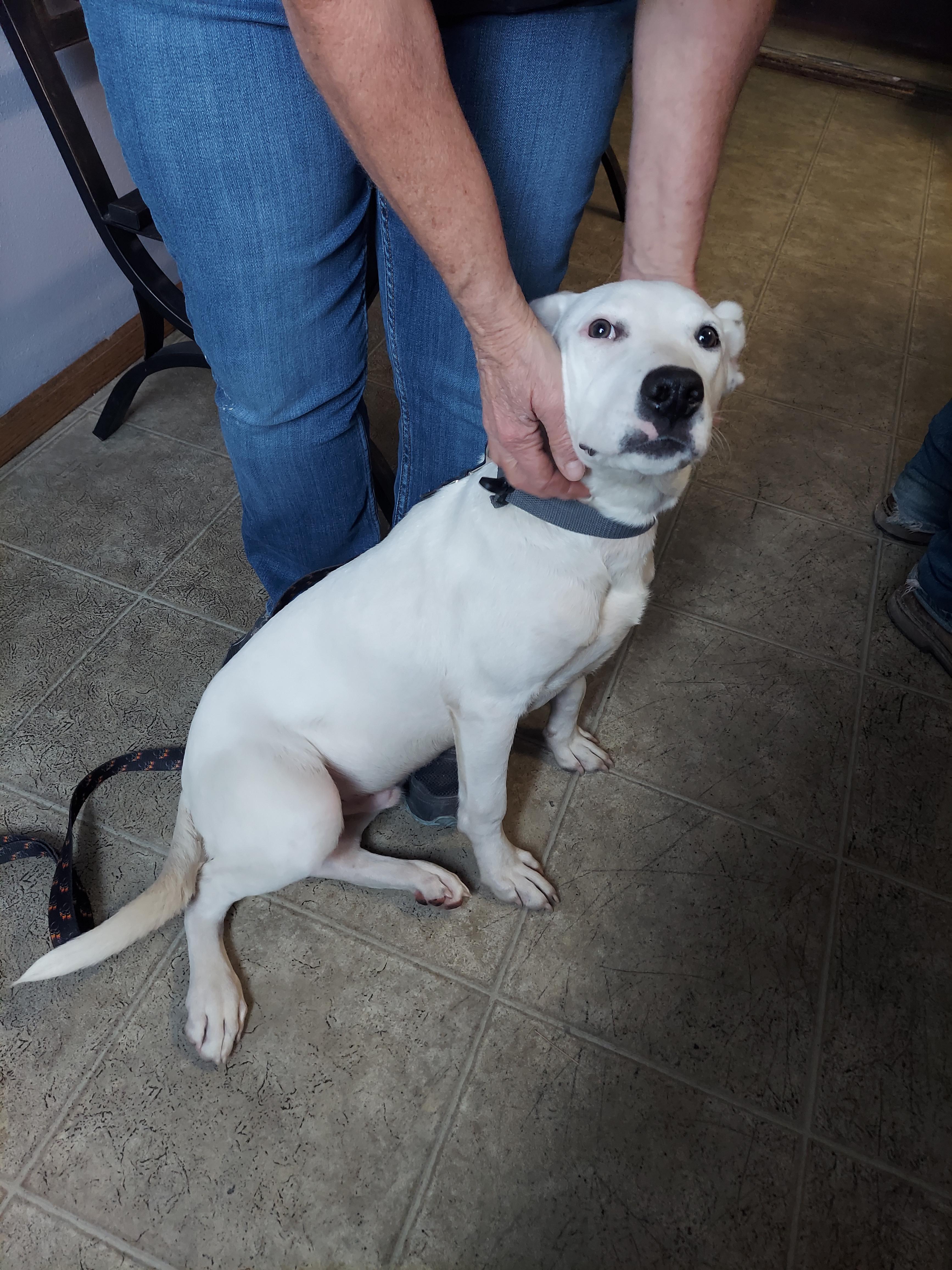 Rocky, an adoptable Pit Bull Terrier, Bull Terrier in Hazleton, IA, 50641 | Photo Image 3