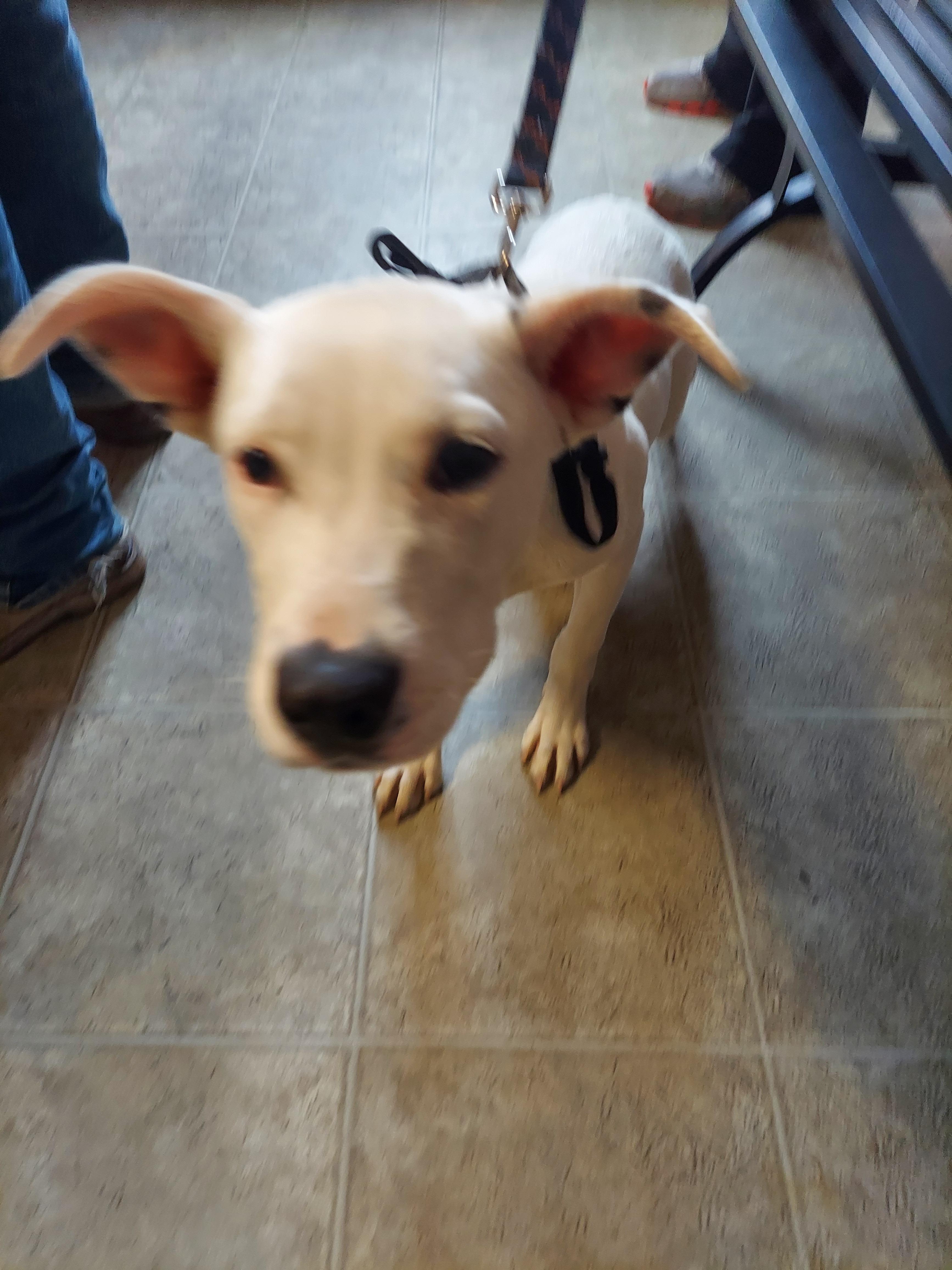 Rocky, an adoptable Pit Bull Terrier, Bull Terrier in Hazleton, IA, 50641 | Photo Image 4