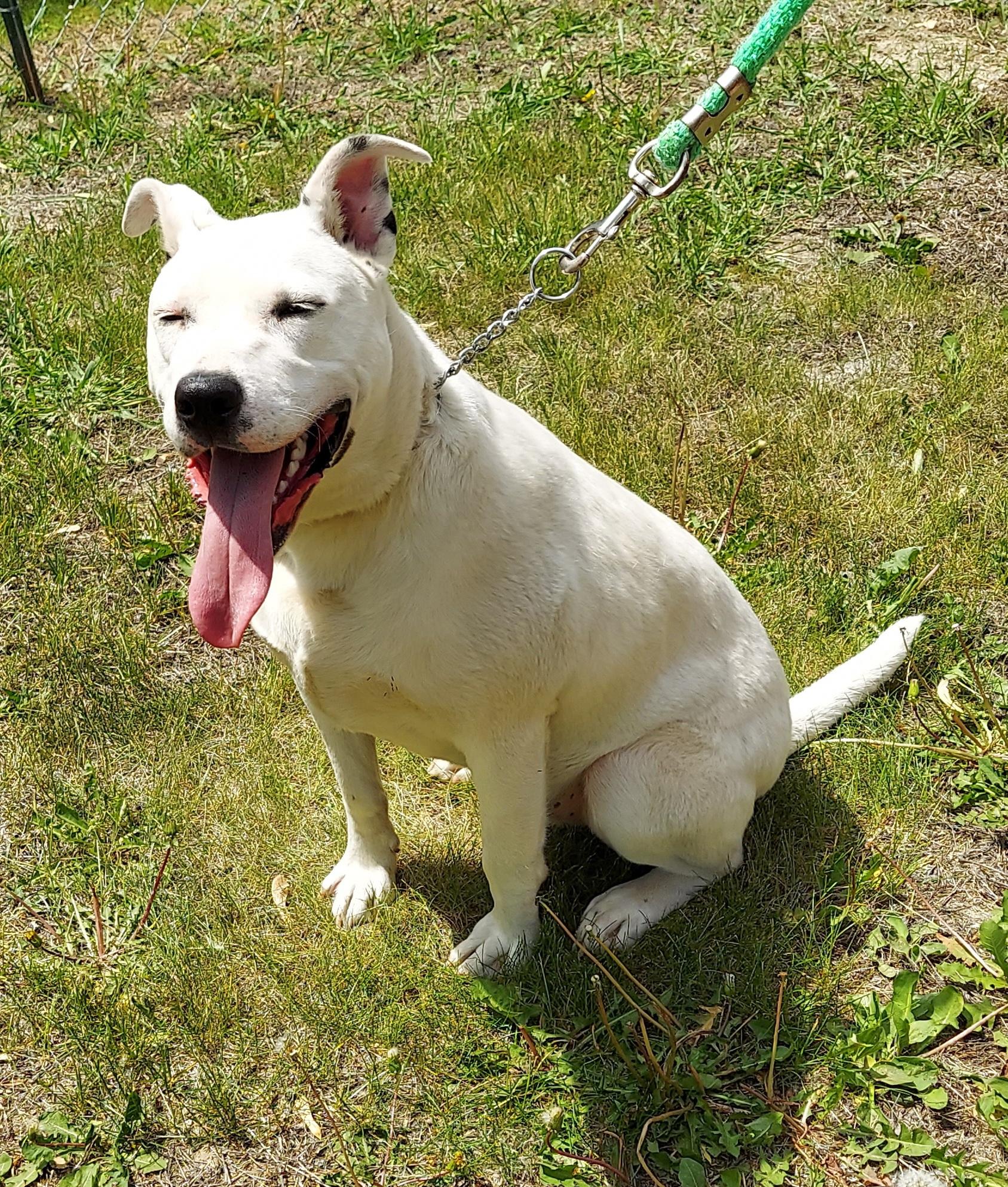 Rocky, an adoptable Pit Bull Terrier, Bull Terrier in Hazleton, IA, 50641 | Photo Image 1