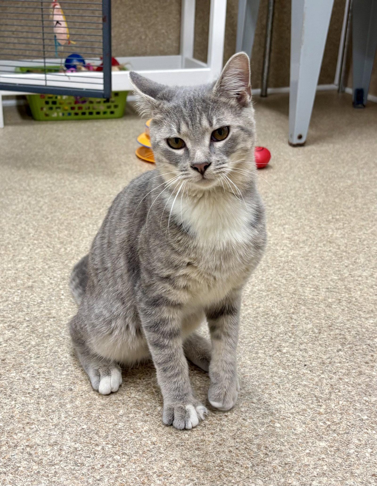 Enlarge Mory, a Adoptable mixed breed in Mc Cormick, SC image 1/3