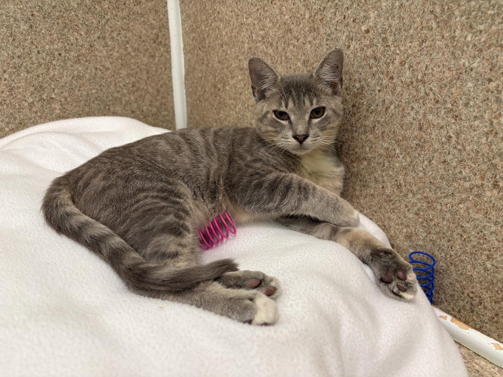 Enlarge Mory, a Adoptable mixed breed in Mc Cormick, SC image 1/3