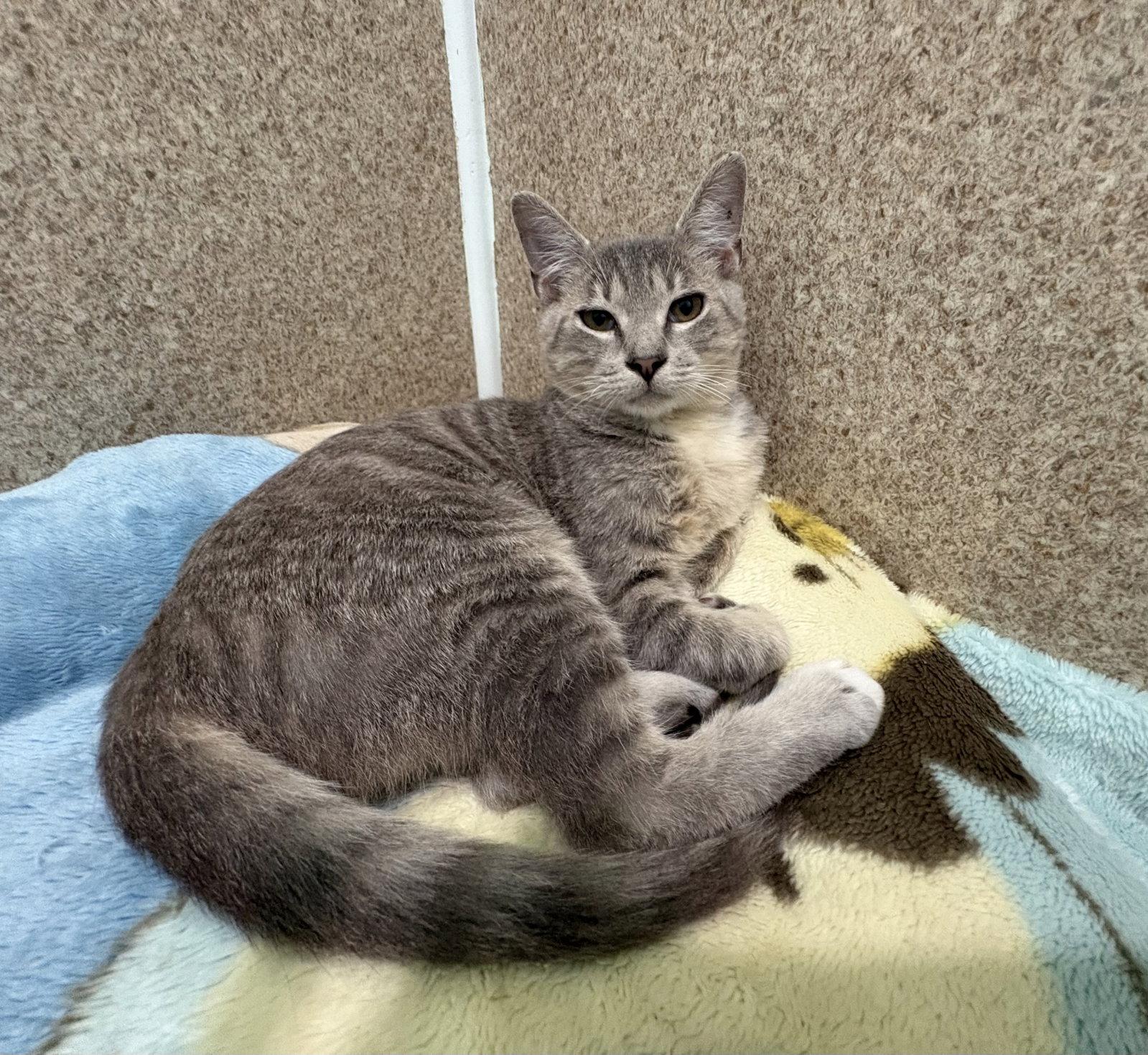 Enlarge Mory, a Adoptable mixed breed in Mc Cormick, SC image 2/3