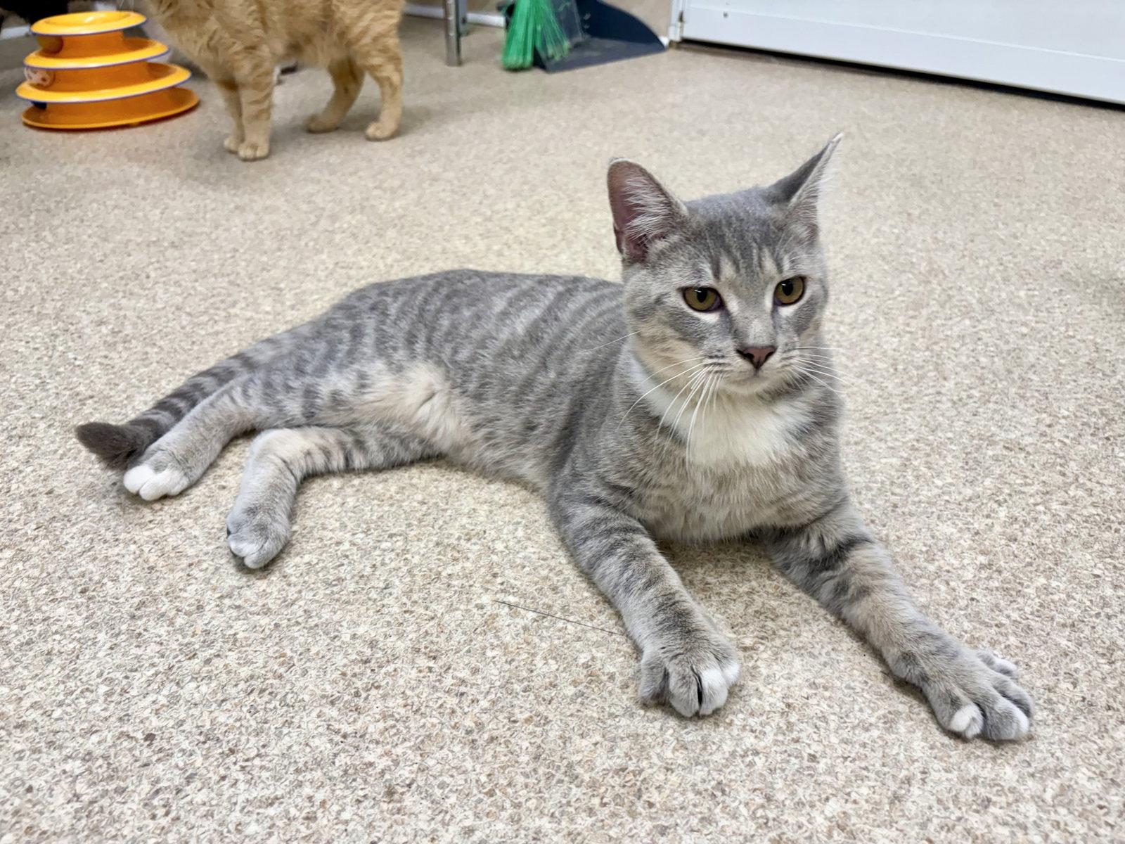 Enlarge Mory, a Adoptable mixed breed in Mc Cormick, SC image 2/3