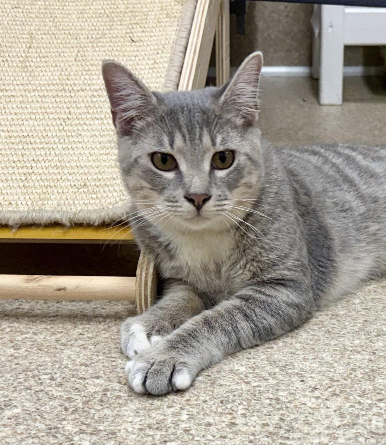 Enlarge Mory, a Adoptable mixed breed in Mc Cormick, SC image 3/3