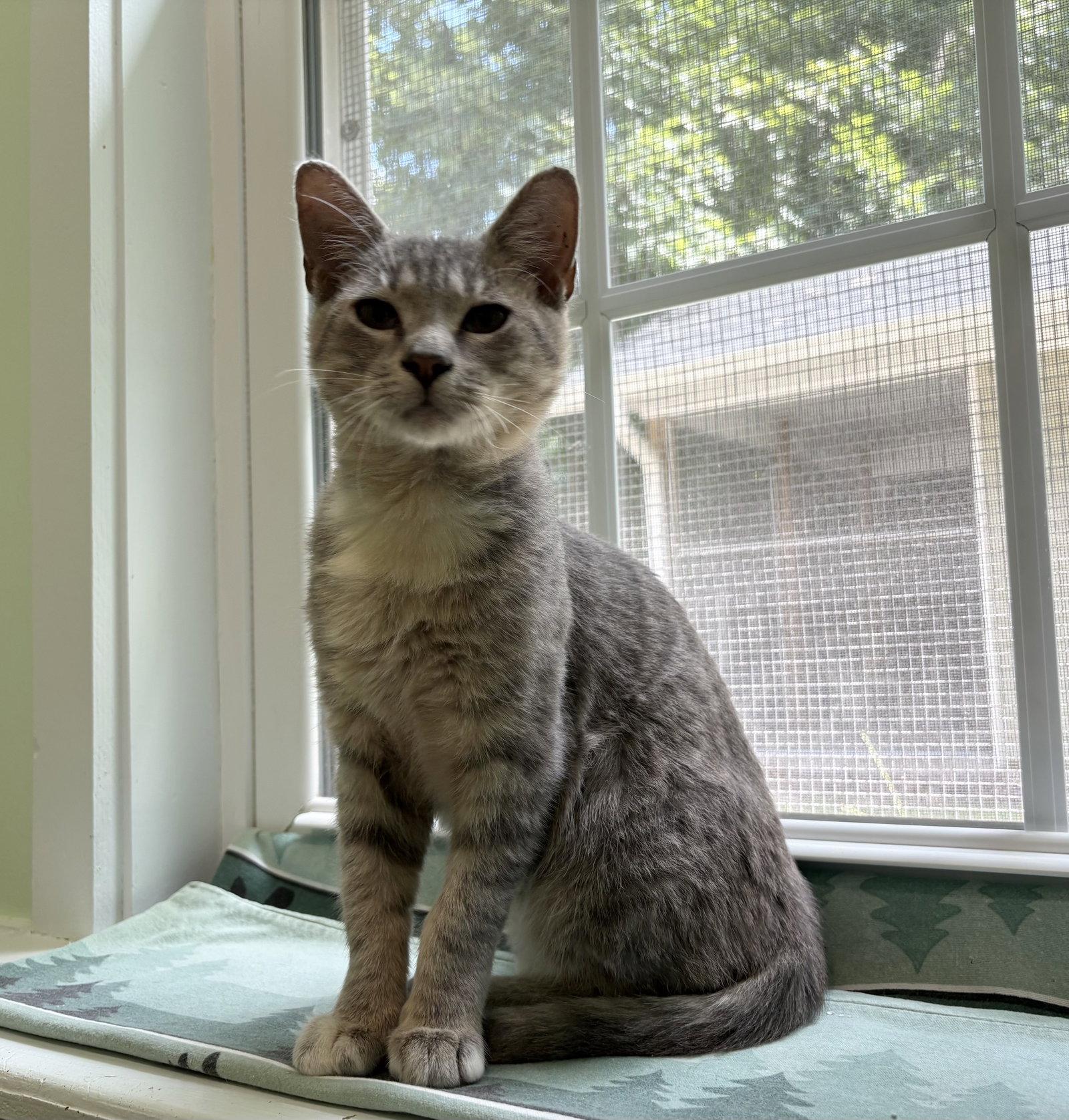 Enlarge Mory, a Adoptable mixed breed in Mc Cormick, SC image 3/3