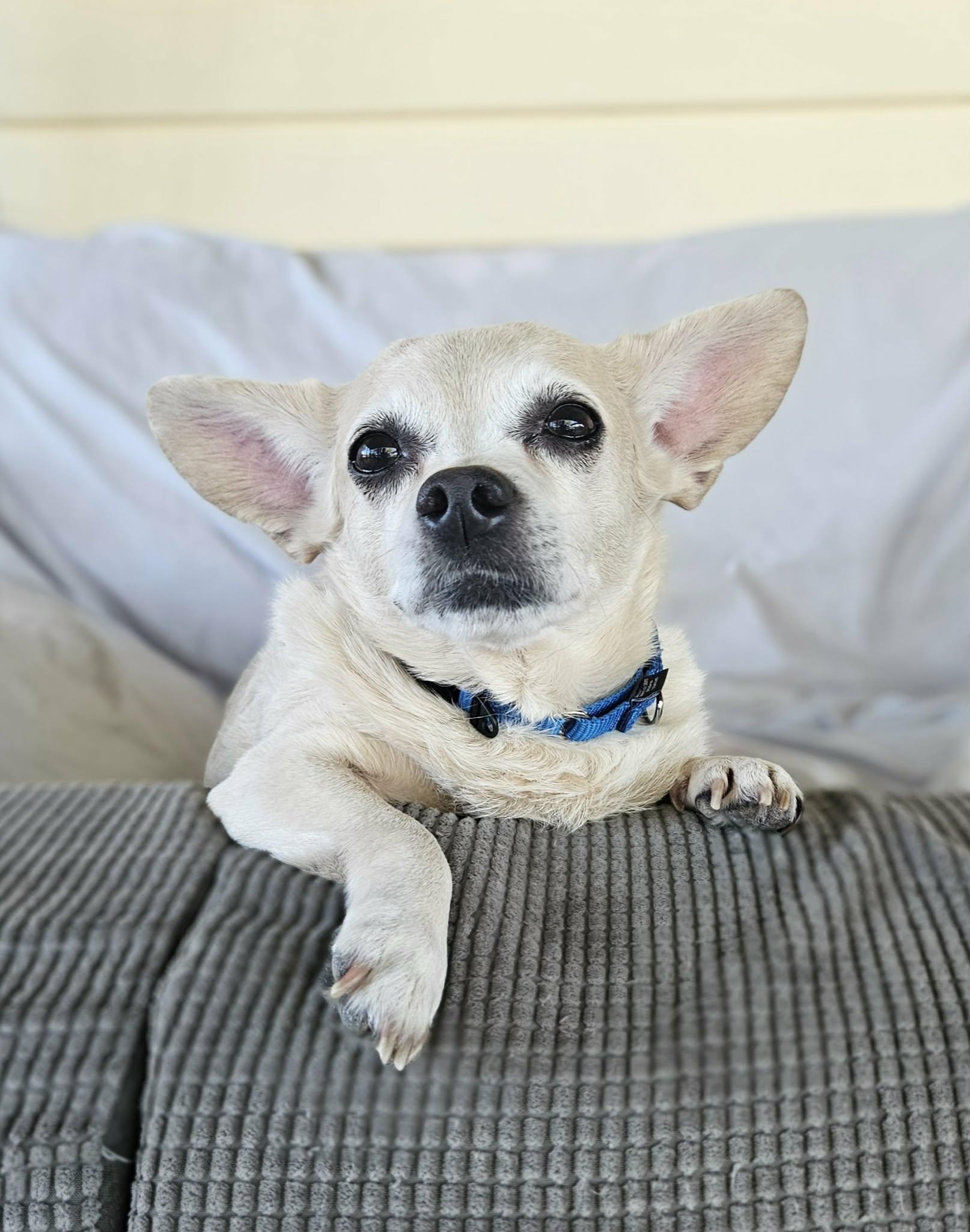 Enlarge Sammy, an adopted Chihuahua in New River, AZ image 1/6
