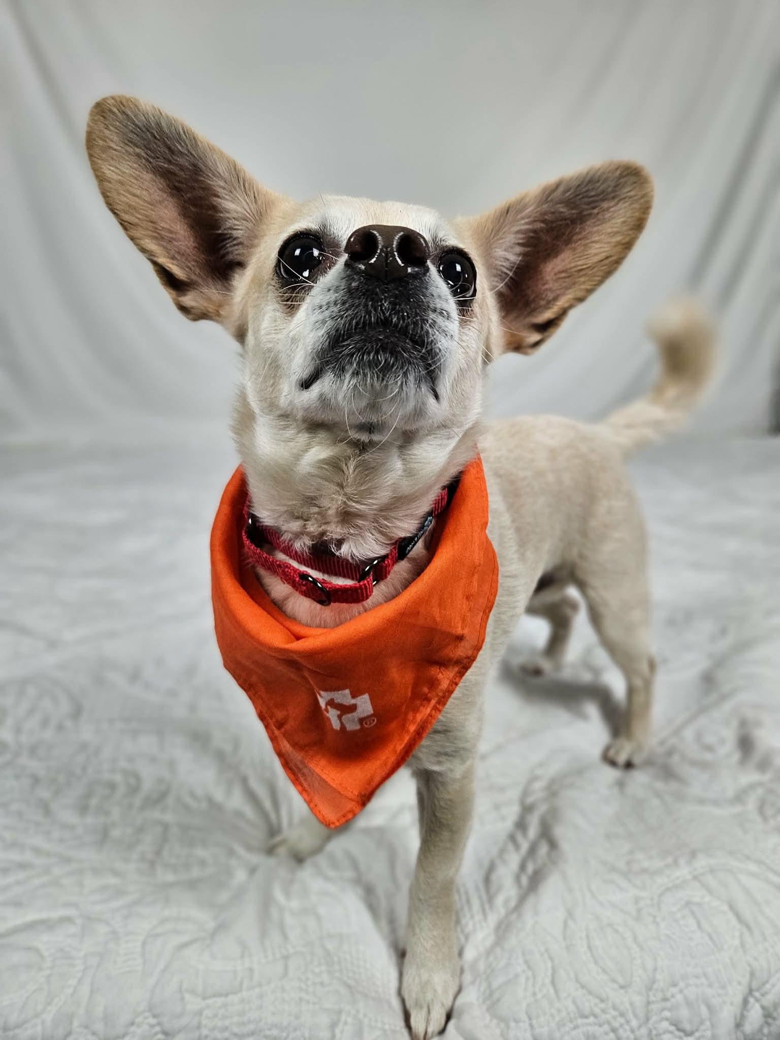 Enlarge Sammy, an adopted Chihuahua in New River, AZ image 4/6