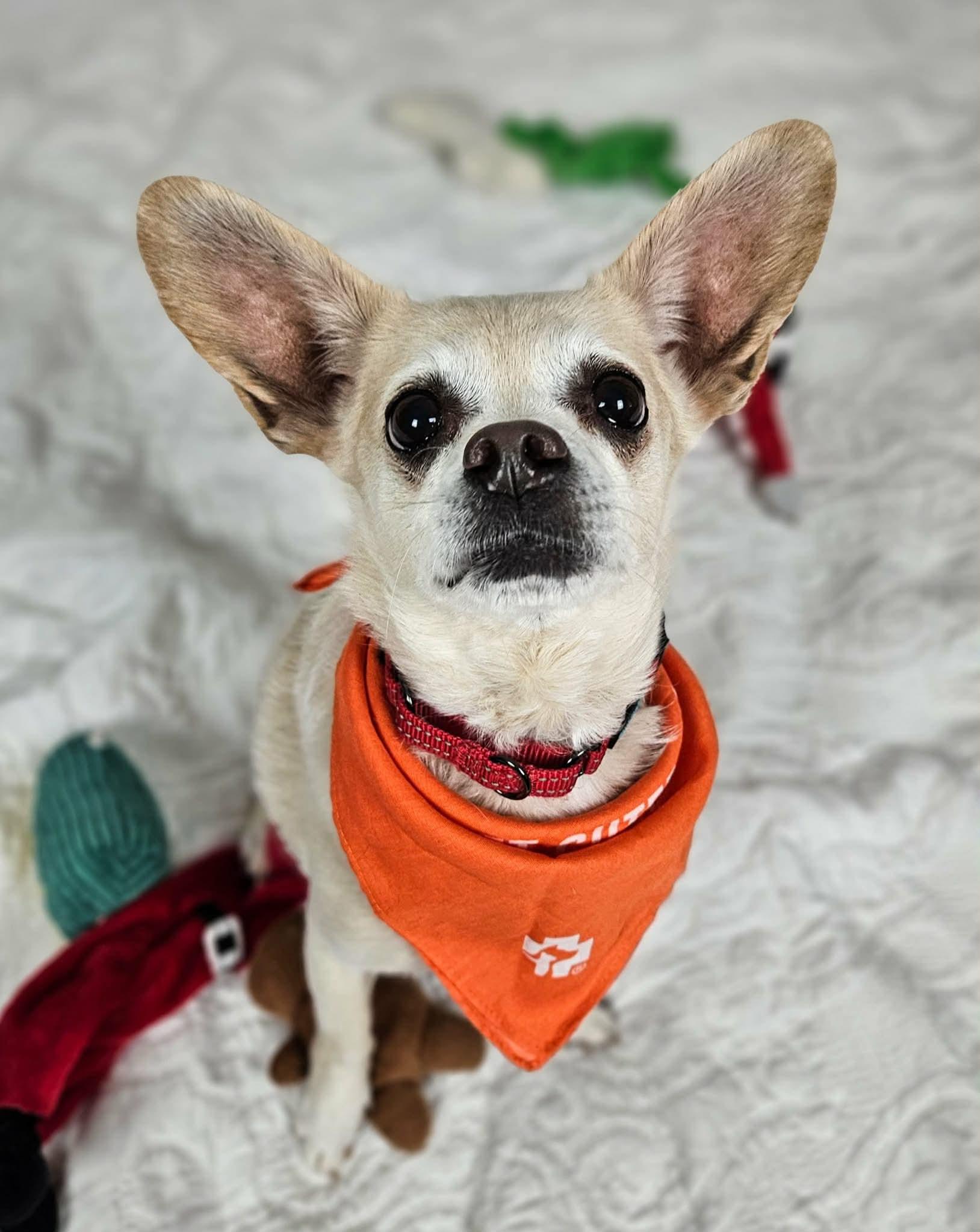 Enlarge Sammy, an adopted Chihuahua in New River, AZ image 2/6