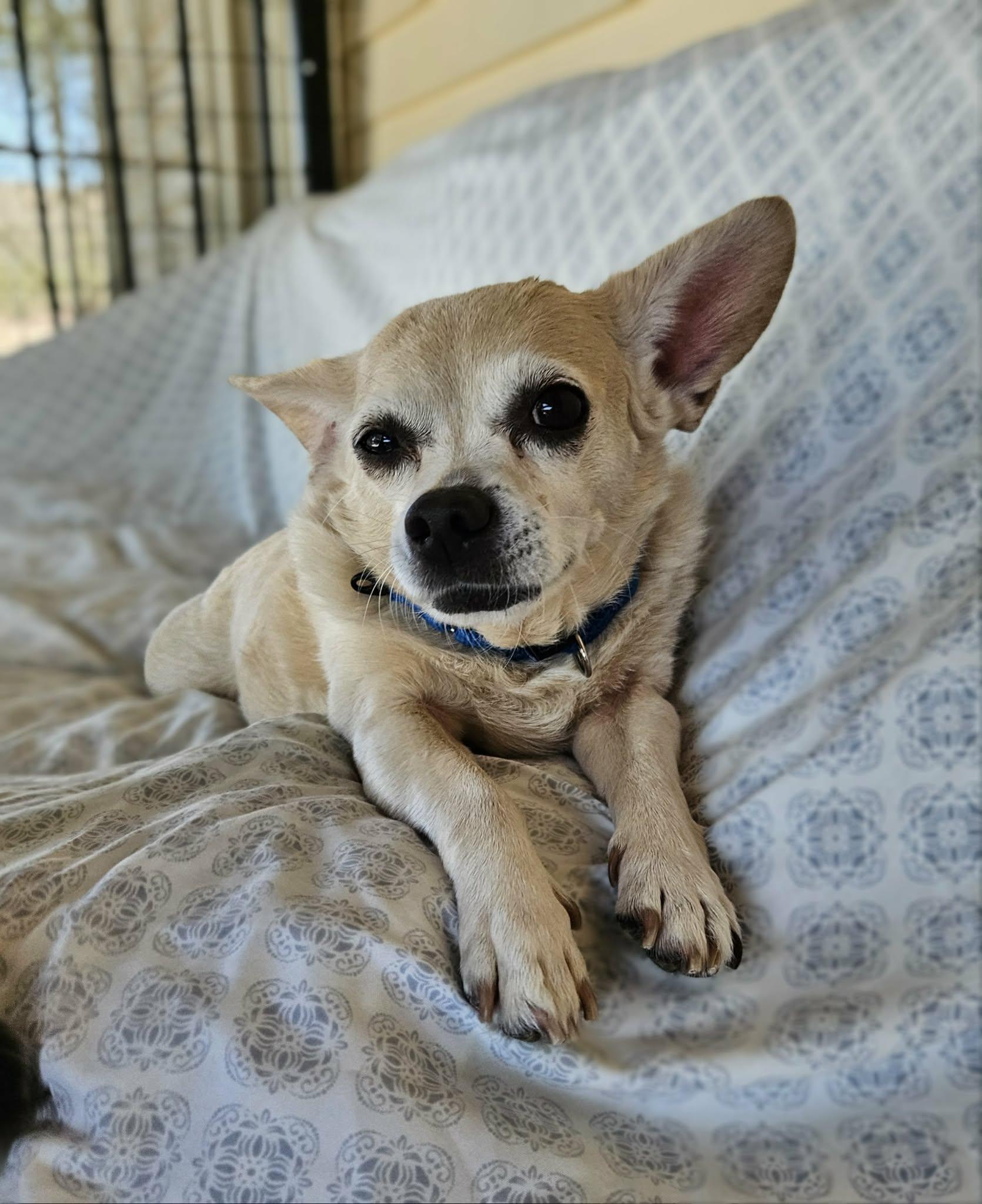 Enlarge Sammy, an adopted Chihuahua in New River, AZ image 6/6