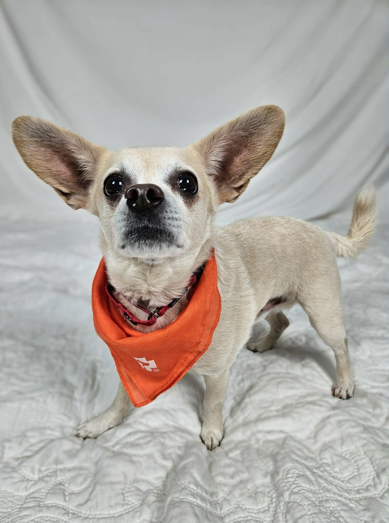 Enlarge Sammy, an adopted Chihuahua in New River, AZ image 5/6