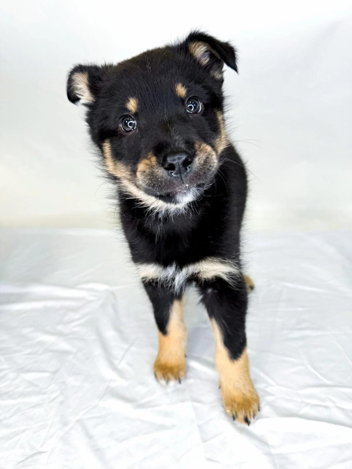 Hermes, an adopted mixed breed in Bixby, OK image 2/5