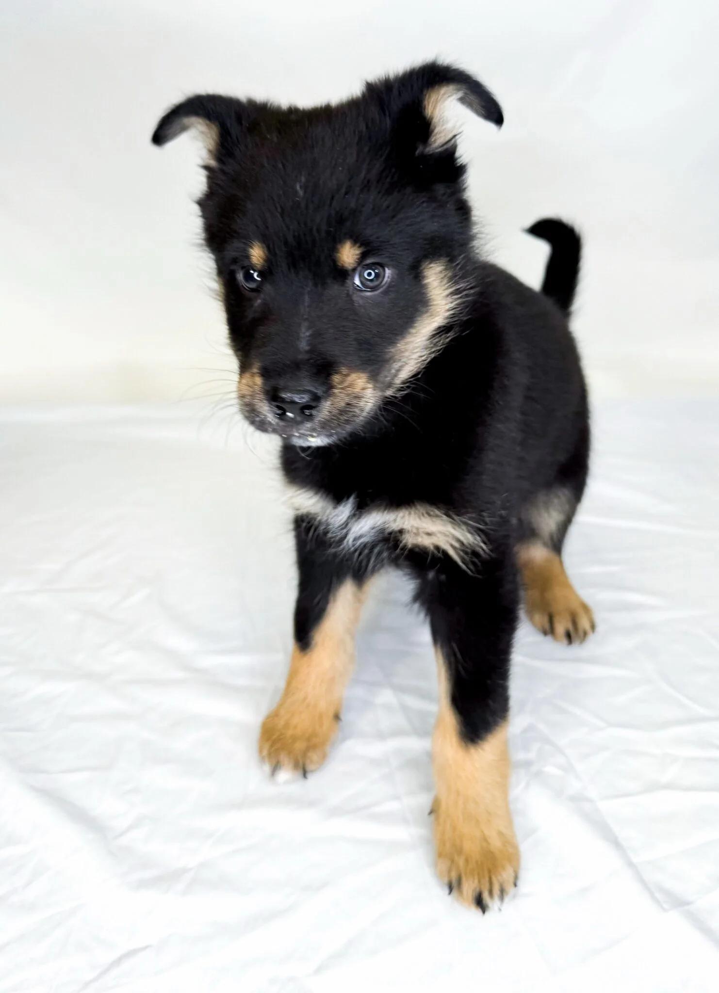 Hermes, an adopted mixed breed in Bixby, OK image 5/5