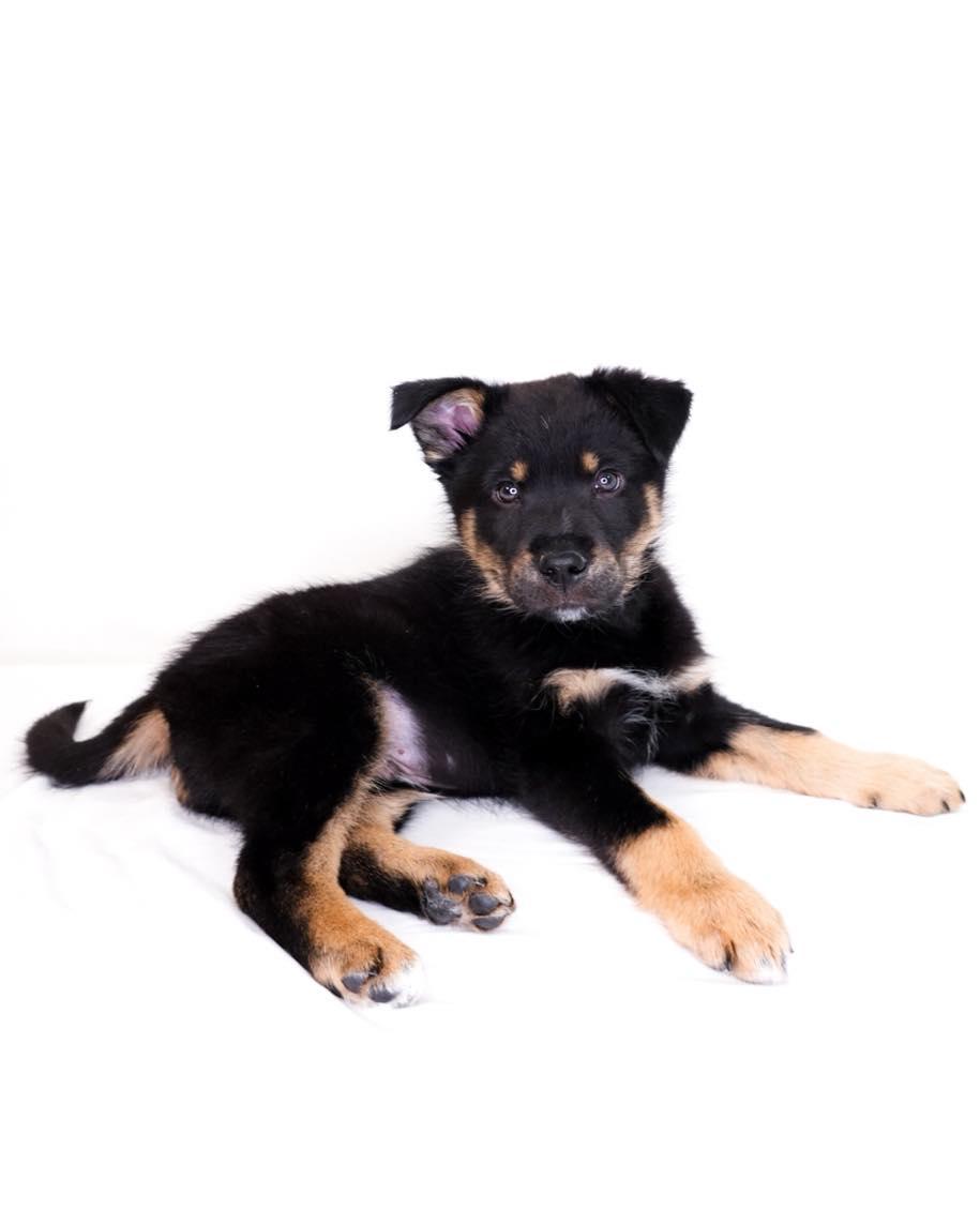 Hermes, an adopted mixed breed in Bixby, OK image 1/5