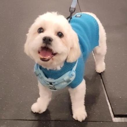 Fred, ADOPTABLE, Adult Male Maltese.
