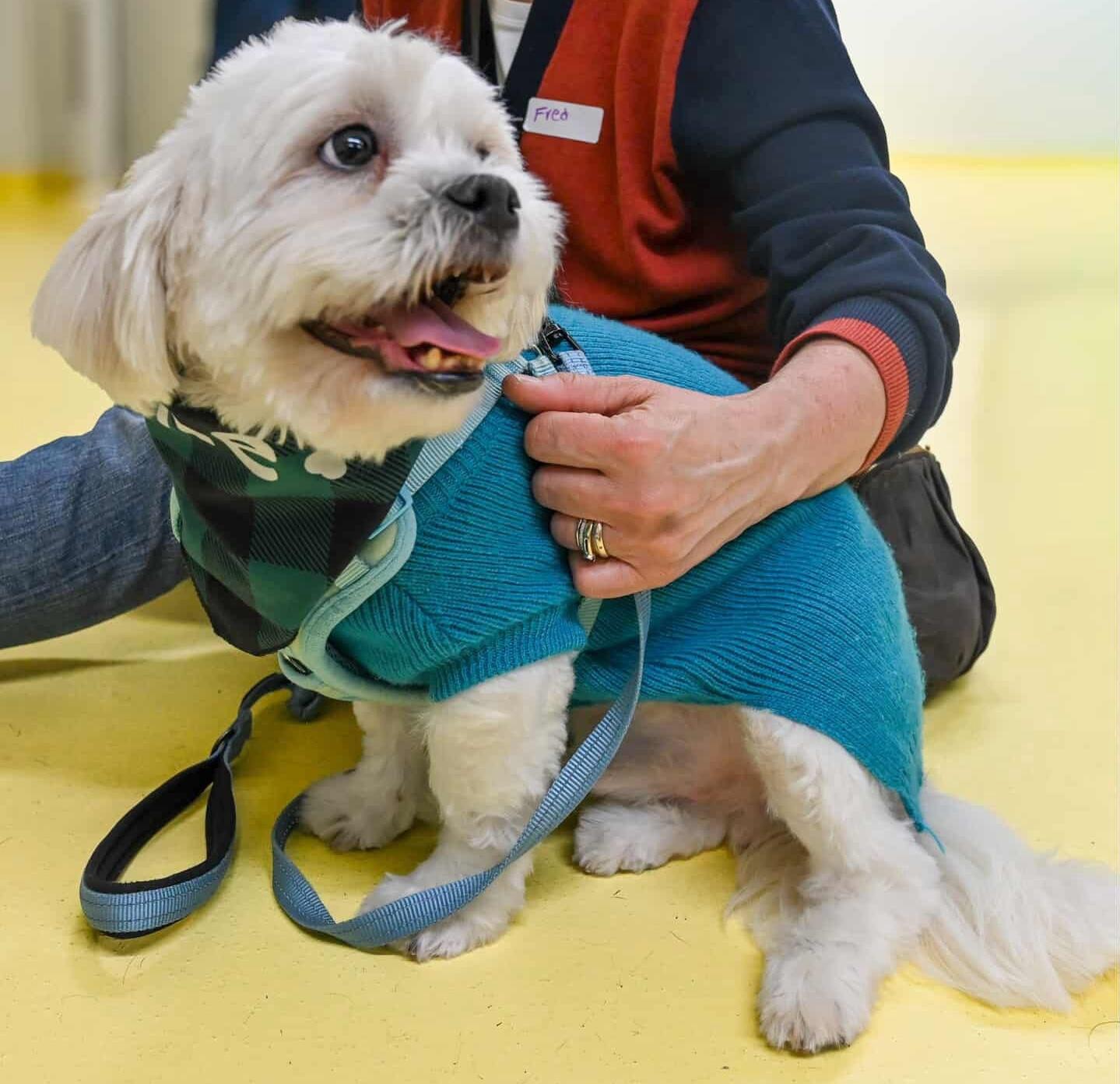 Enlarge Fred, a ADOPTABLE mixed breed in Brooklyn, NY image 2/5